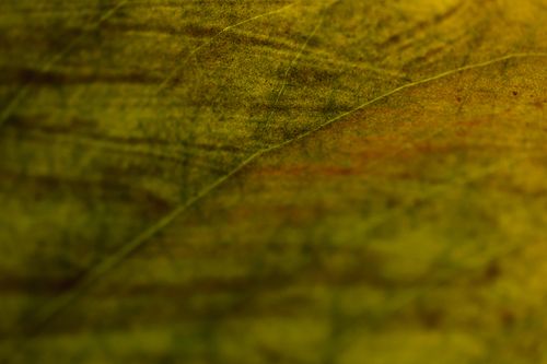 Free Detailed macro of green leaf veins, capturing textures and fall colors. Stock Photo