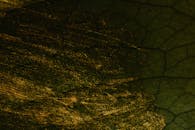 金色和绿色纹理的抽象图案特写，看起来像粗糙表面上的油漆