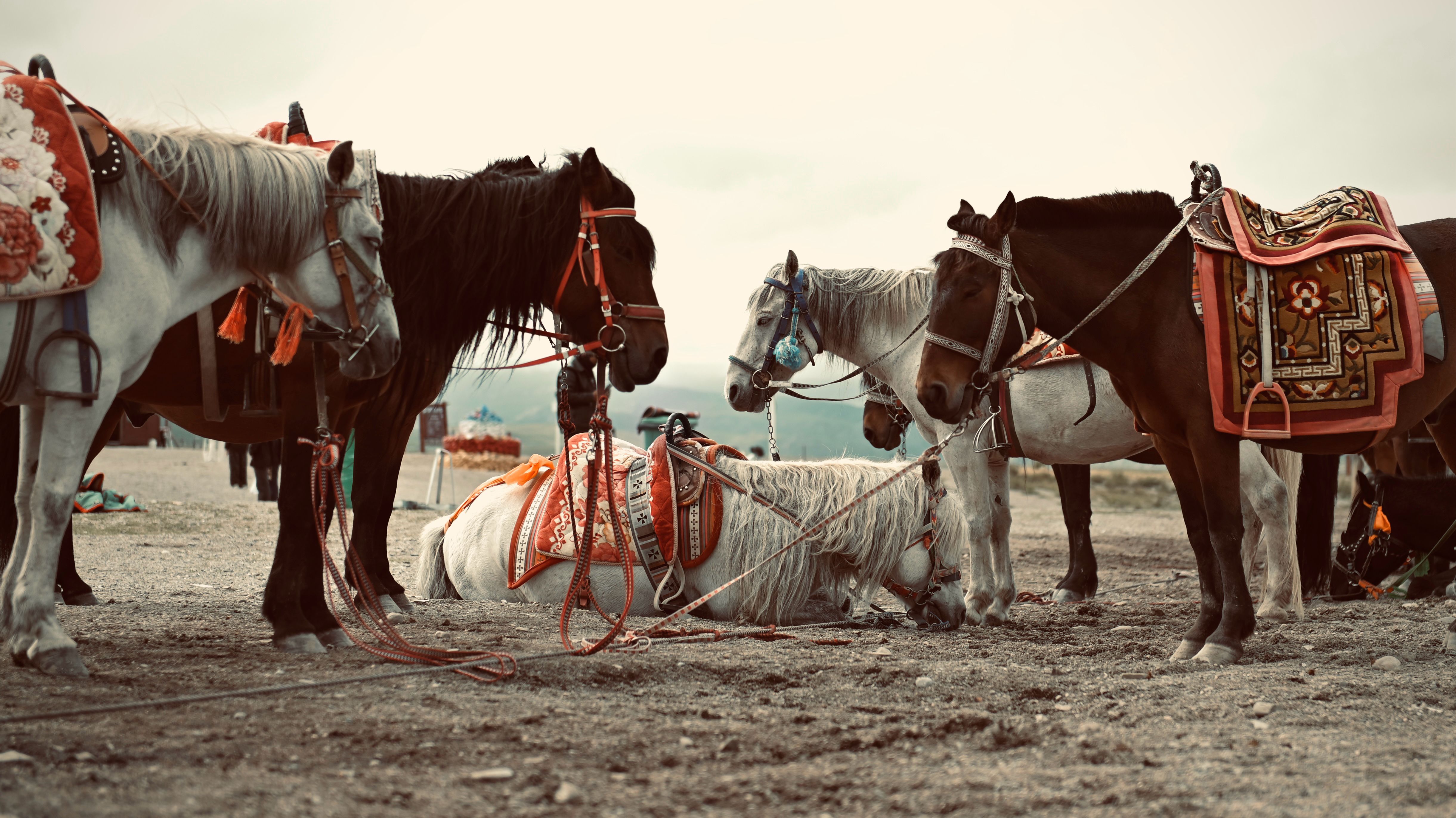 Group of horses with colorful saddles resting outdoors in China.