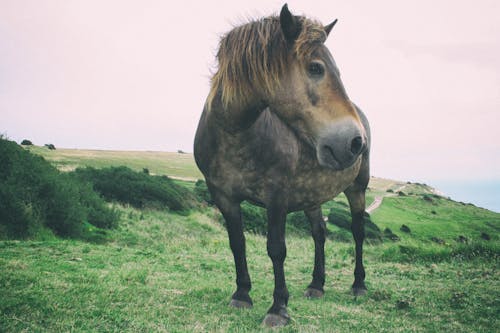 Free stock photo of cavallo, selvaggio