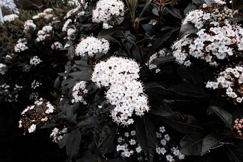 бесплатная Бесплатное стоковое фото с hd обои, белые цветы, заводы Стоковое фото