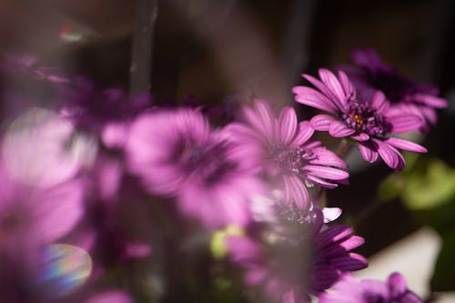 Free stock photo of bellis perennis, chrysanthemum, flower