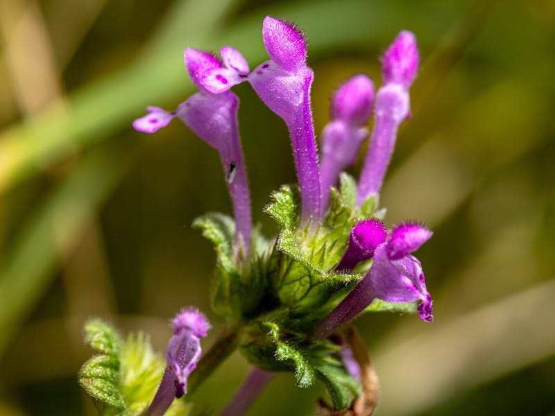 Traditional Ayurvedic herbs and preparations