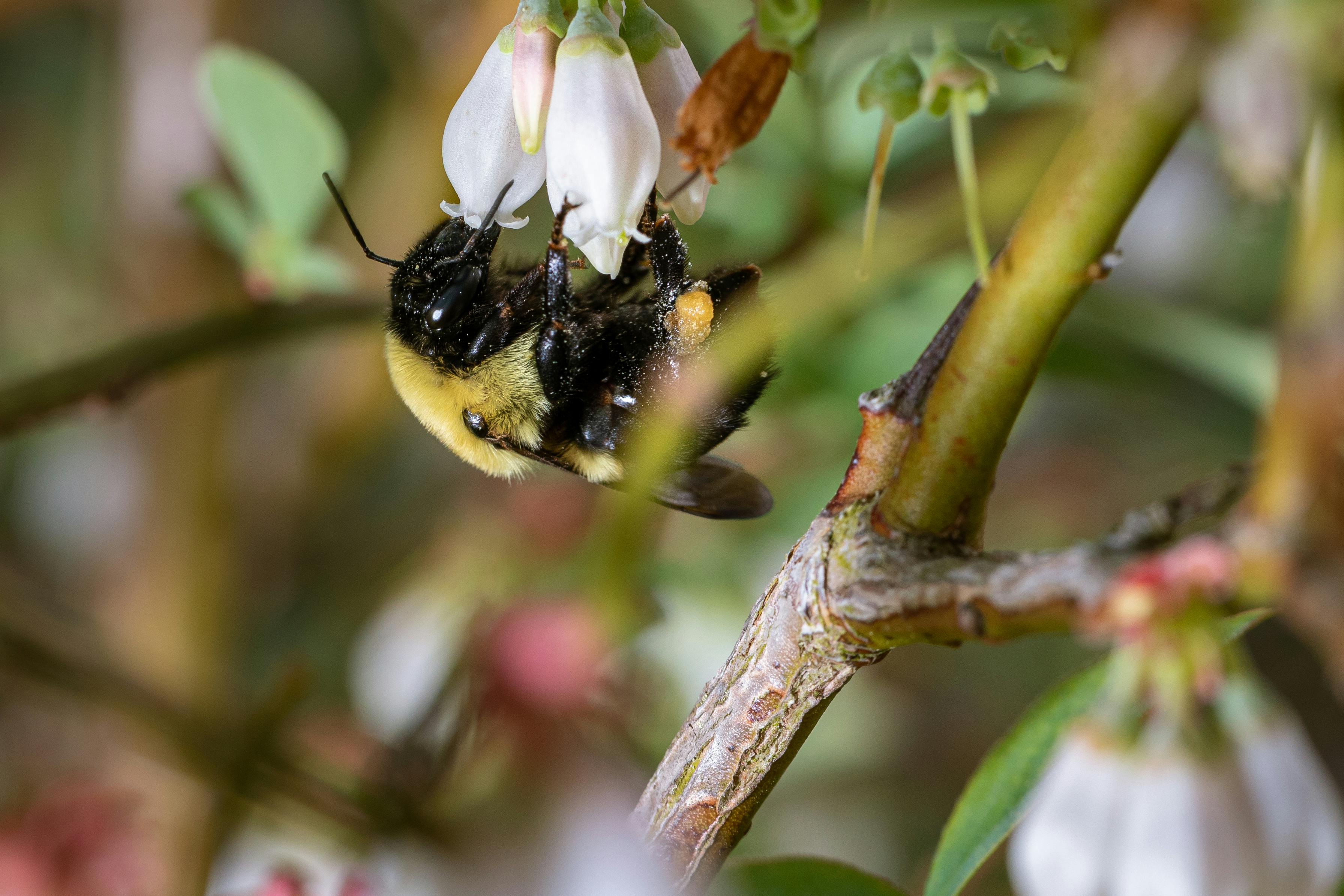 뇌 신경전달물질 세로토닌