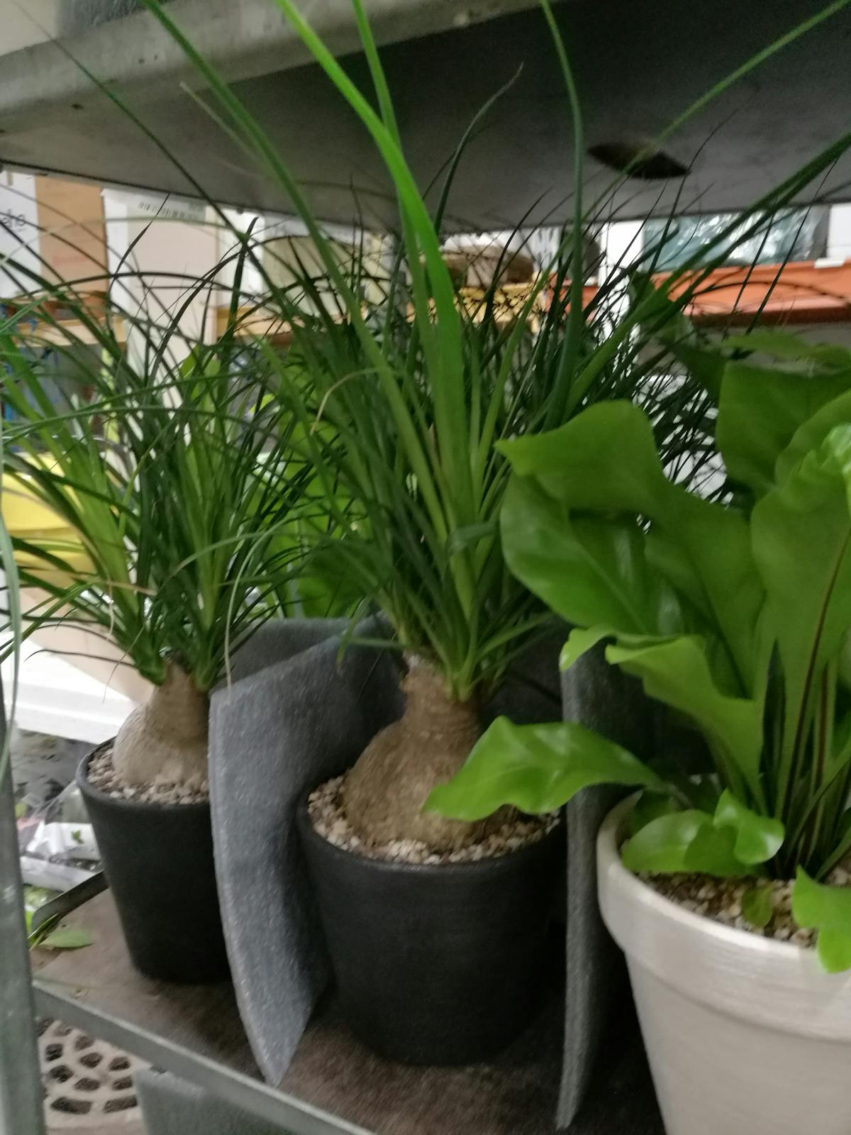 Lip balm for dry lips