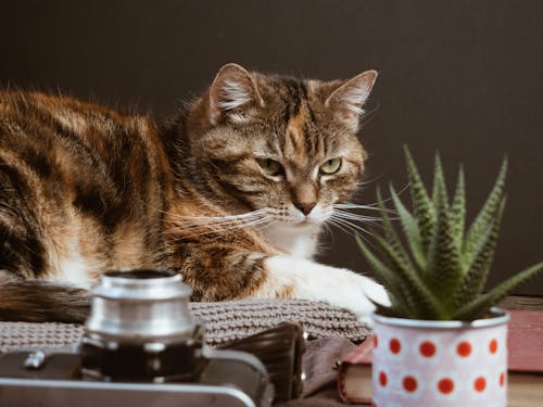 Free Brown Tabby Cat Looking on Green Plant Stock Photo
