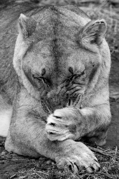 Monochrome Photo Of Lioness On Ground