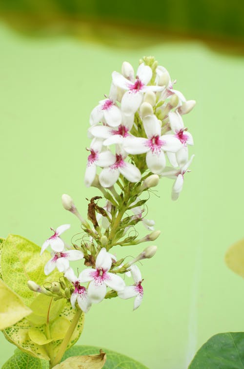 Free hd 벽지, 꽃, 꽃 바탕화면의 무료 스톡 사진 Stock Photo