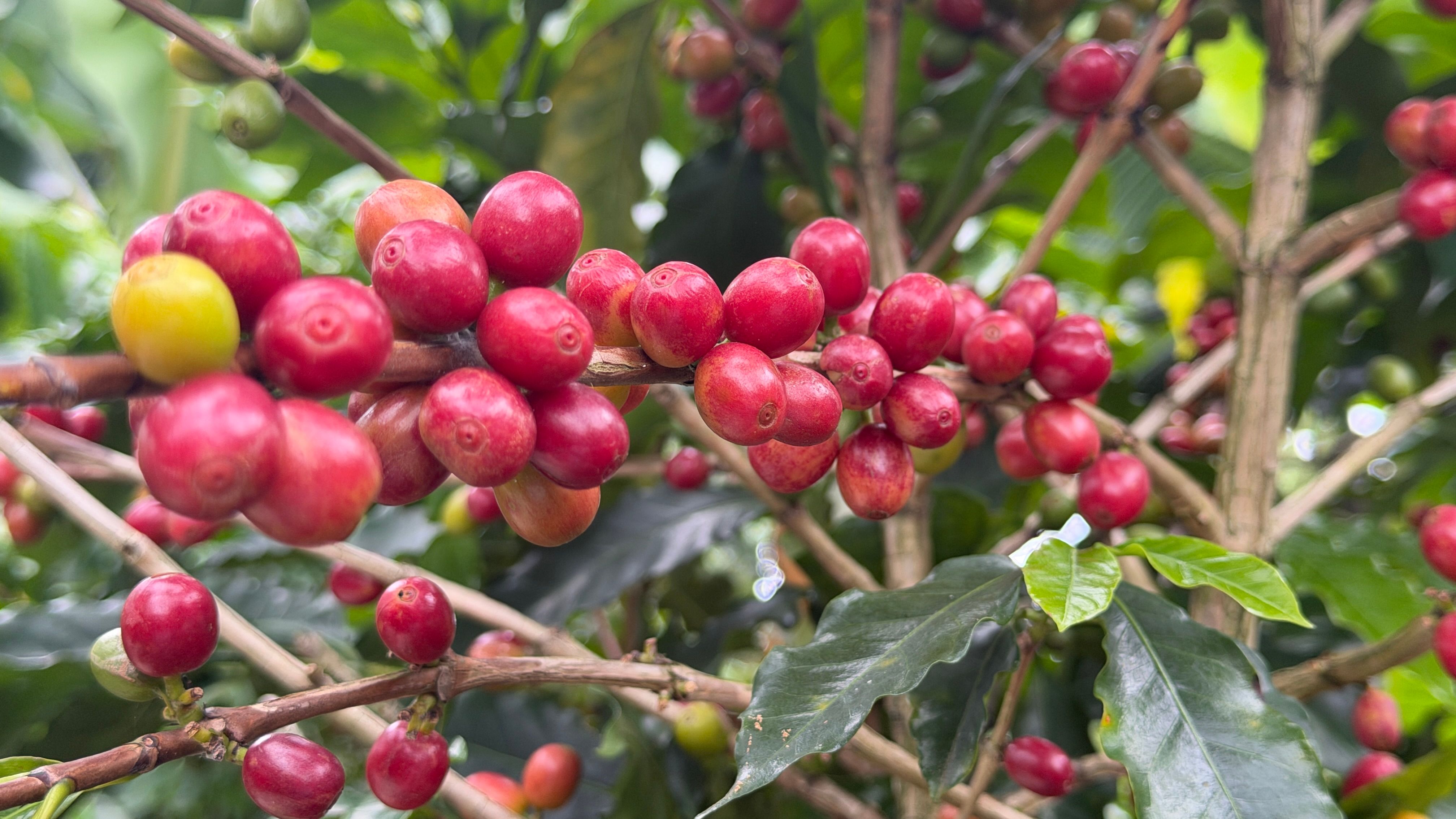Café de especialidad en bolsa de empaque premium