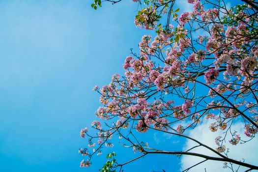Delicate pink flowers blooming on branches with a clear blue sky background.