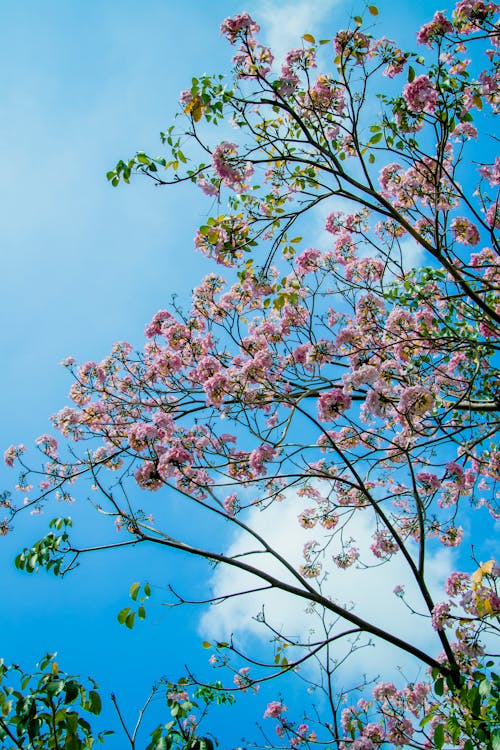 Gratis arkivbilde med 4k-bakgrunnsbilde, blå himmel, blomster