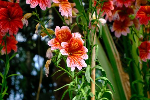 Bright red and orange flowers in outdoor setting, showcasing vivid colors and detailed petals.