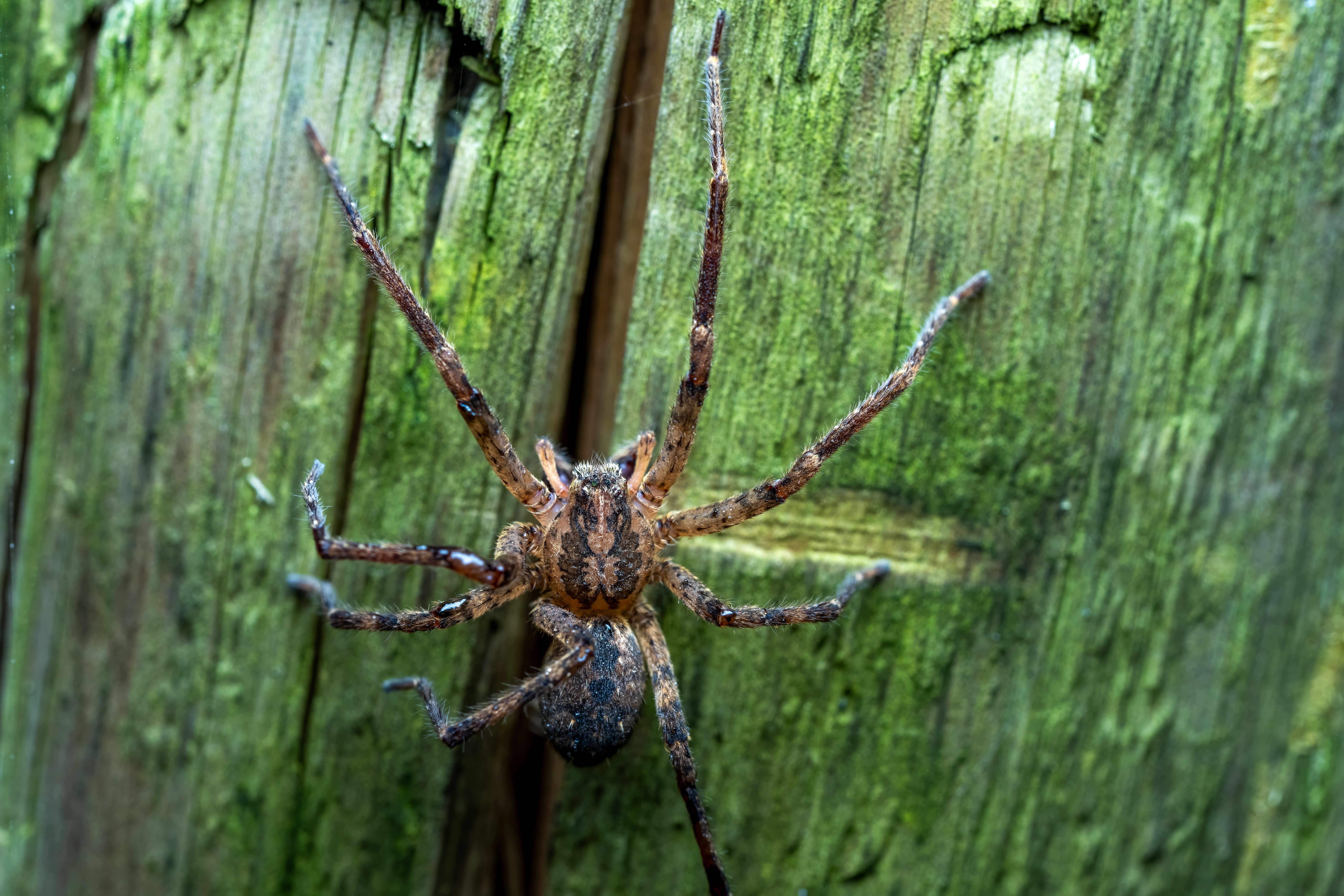 Zoropsis Spinimana Spider on Wooden Surface · Free Stock Photo