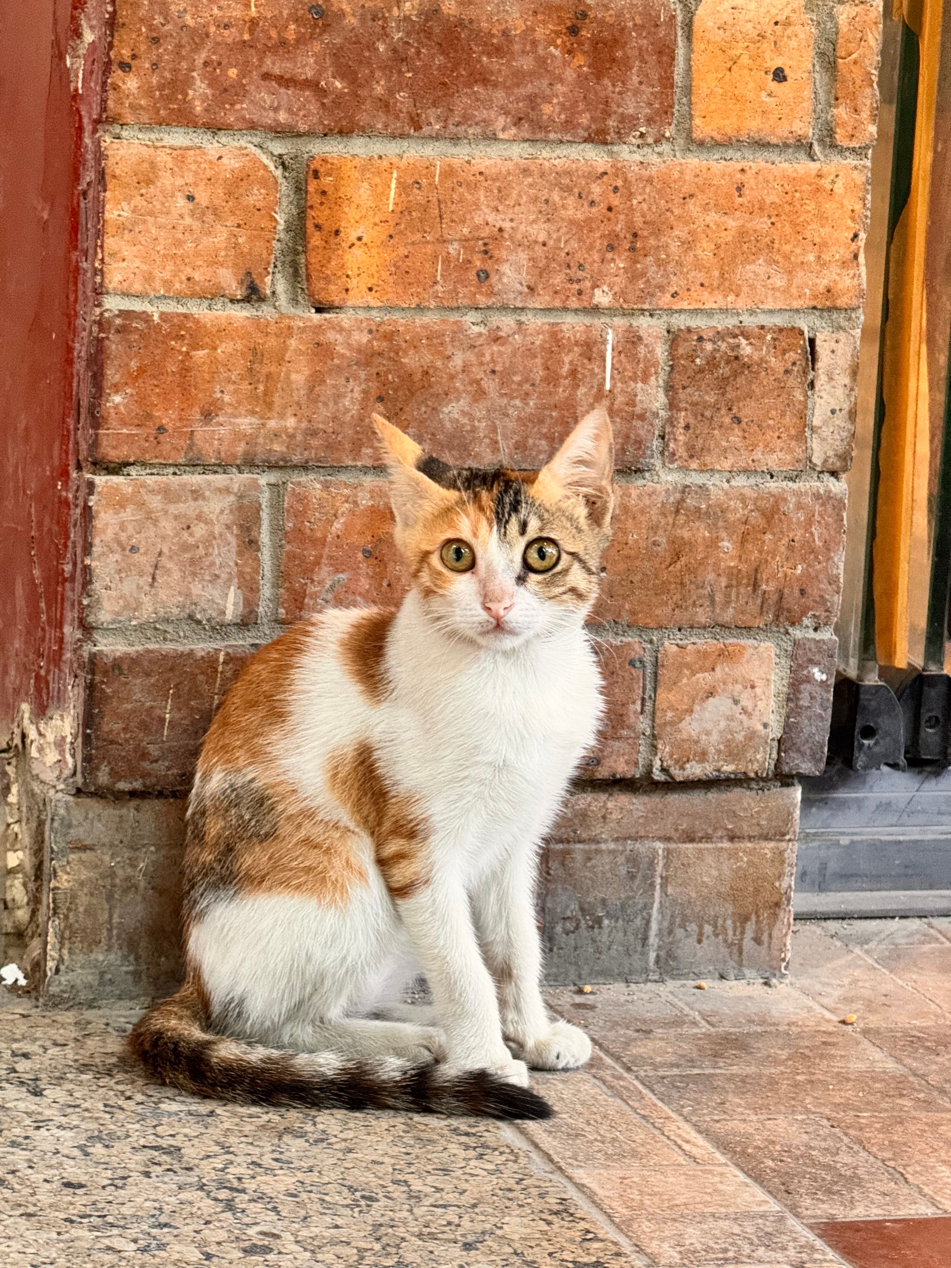 Calico Cat Sitting Against Brick Wall in Cairo · Free Stock Photo