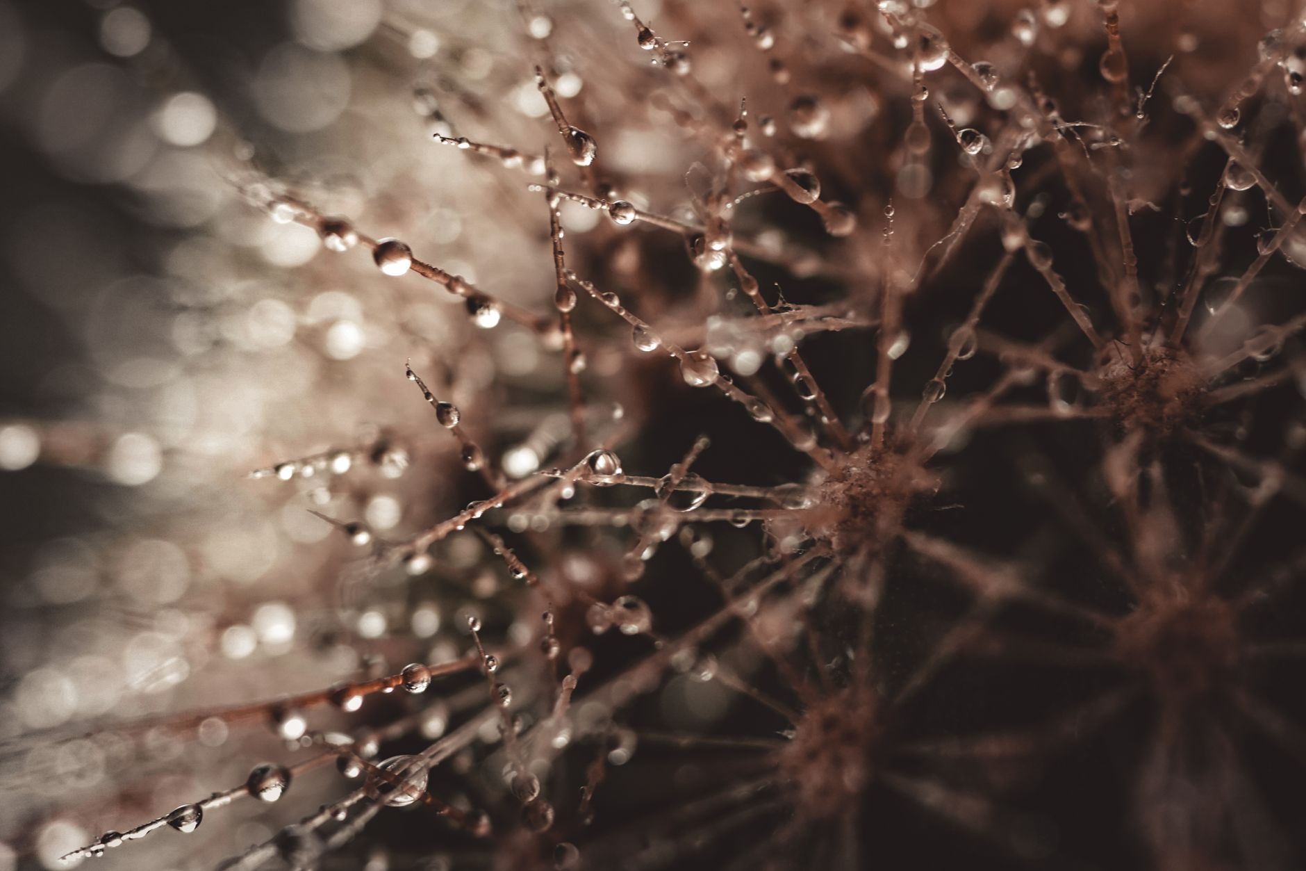 Macro tiny sharp thorns of cactus with splashed drops of pure clean water. pexels, macro, tiny