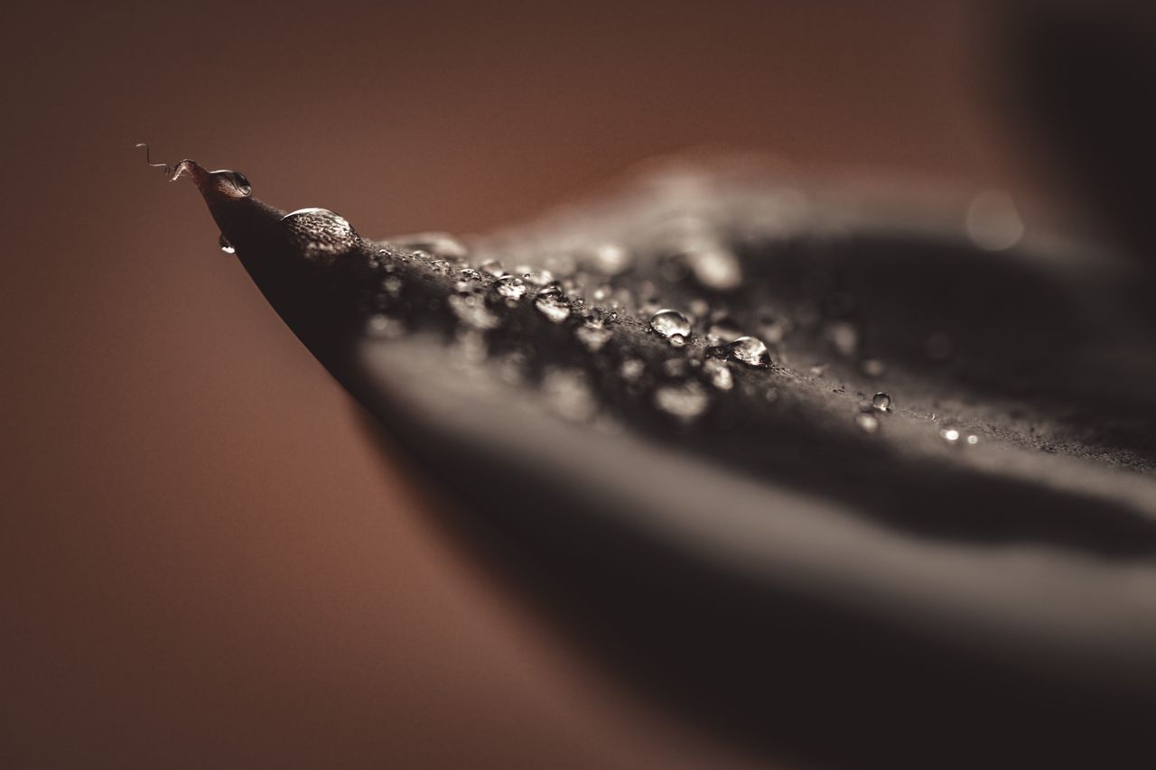 close up macro image of water droplets on a leaf with a blurred backgr