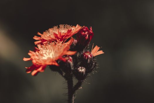 Macro shot of vivid orange flowers showcasing delicate petals with blurred background in natural setting.