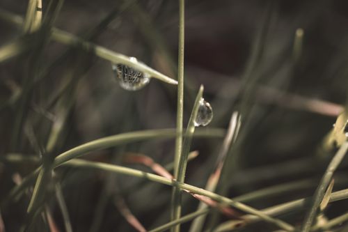 Free Close-up of dew drops on grass blades showcasing nature's freshness with a soft focus effect. Stock Photo
