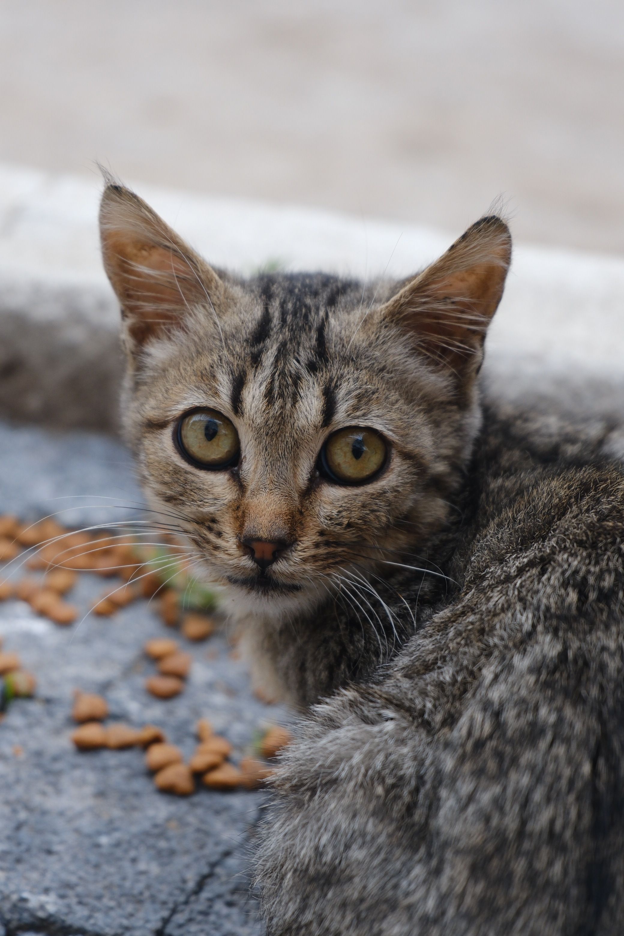 Cute Tabby Cat with Bright Eyes Looking Back · Free Stock Photo