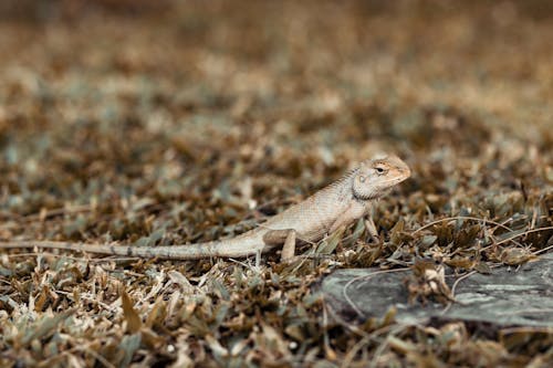 Brown Lizard on Brown Dried Grass