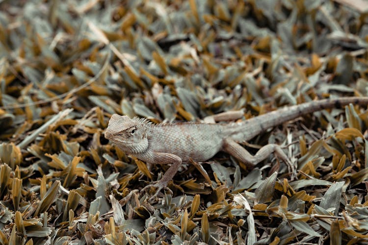 Brown And Gray Lizard On Brown Grass