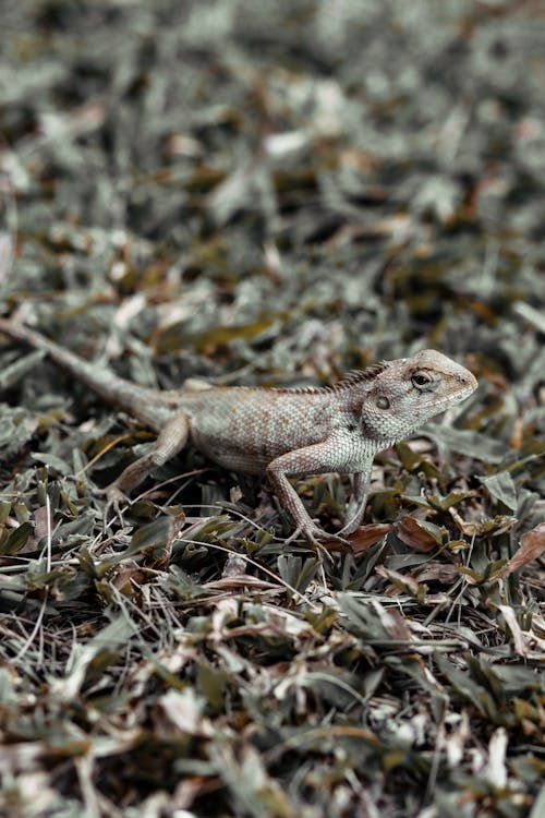 Brown Bearded Dragon on Green Grass