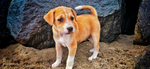 Free stock photo of indian dog, look sad, ദി street dog