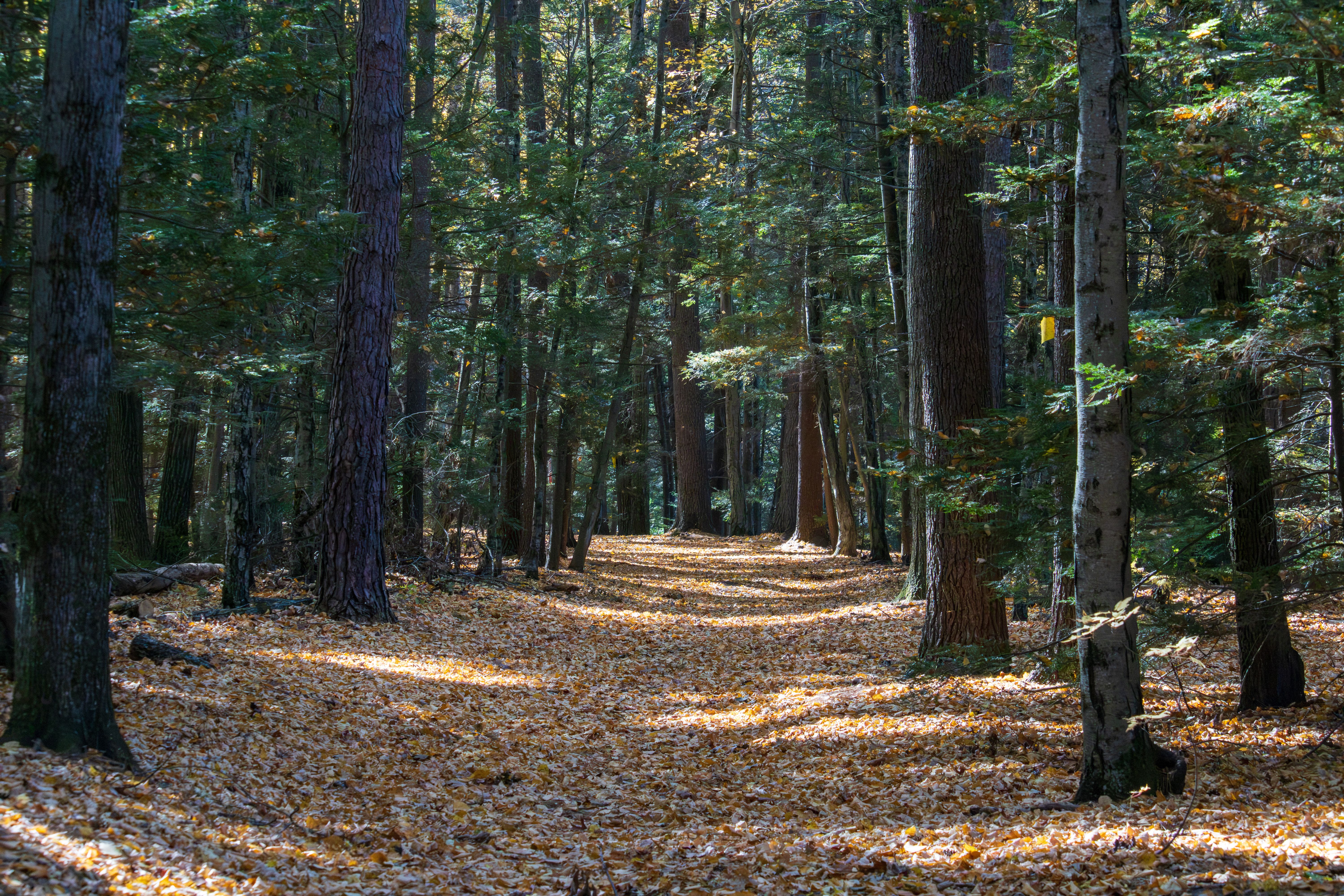 Scenic Autumn Forest Path in Greenfield, MA · Free Stock Photo