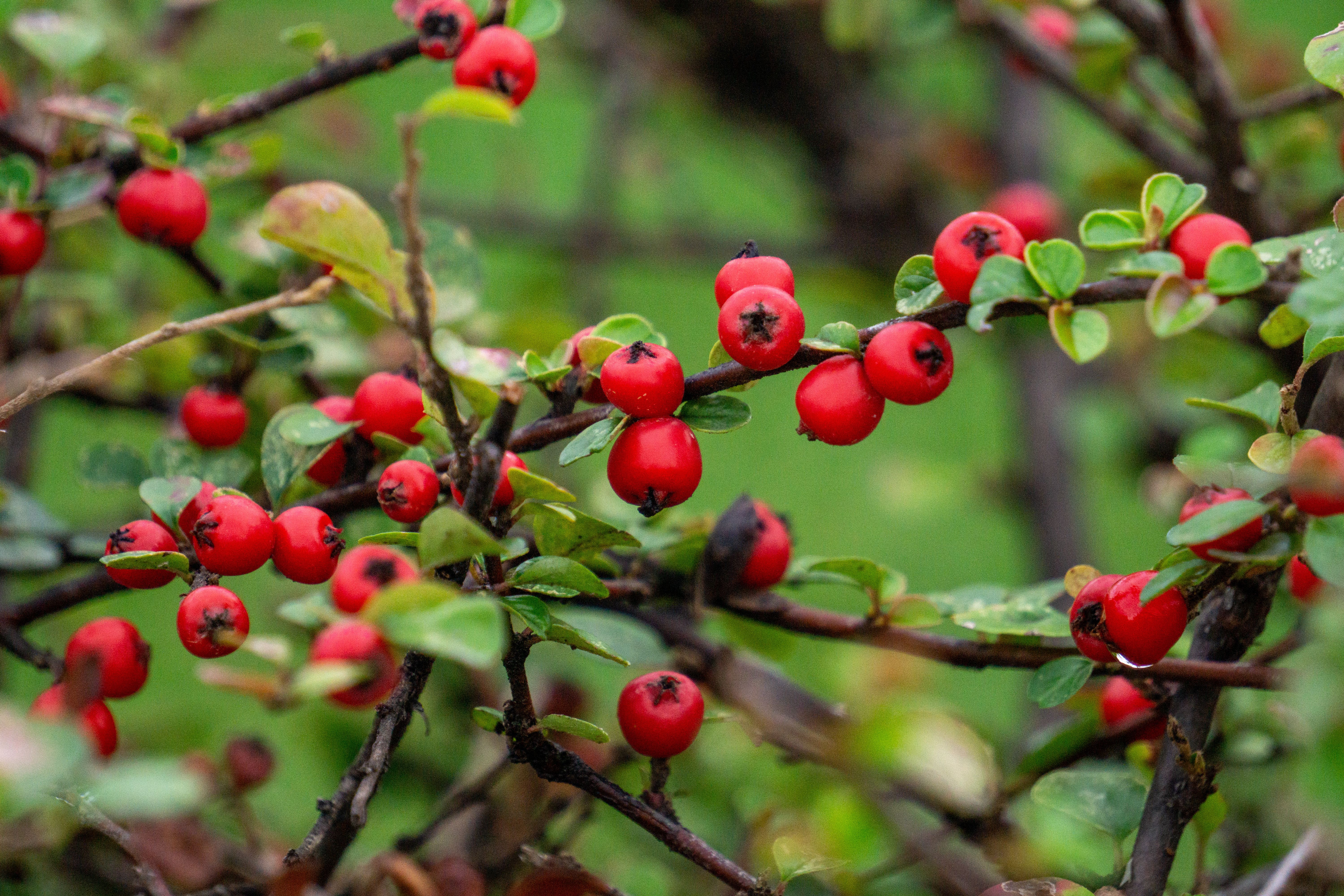 Red Cotoneaster Berries on Green Background · Free Stock Photo
