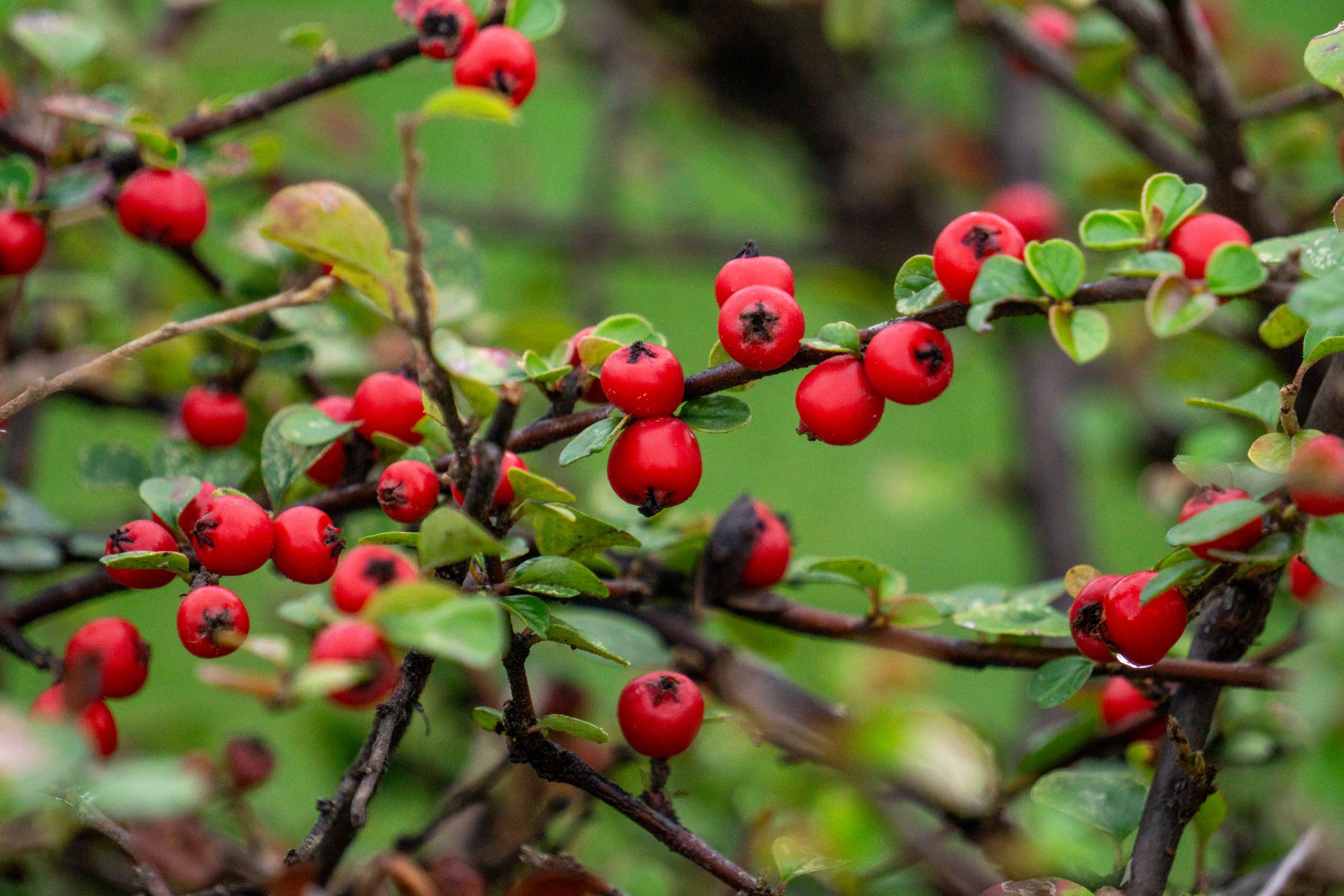 Background Language Portrait Red Cotoneaster Berries on Green Background · Free Stock Photo