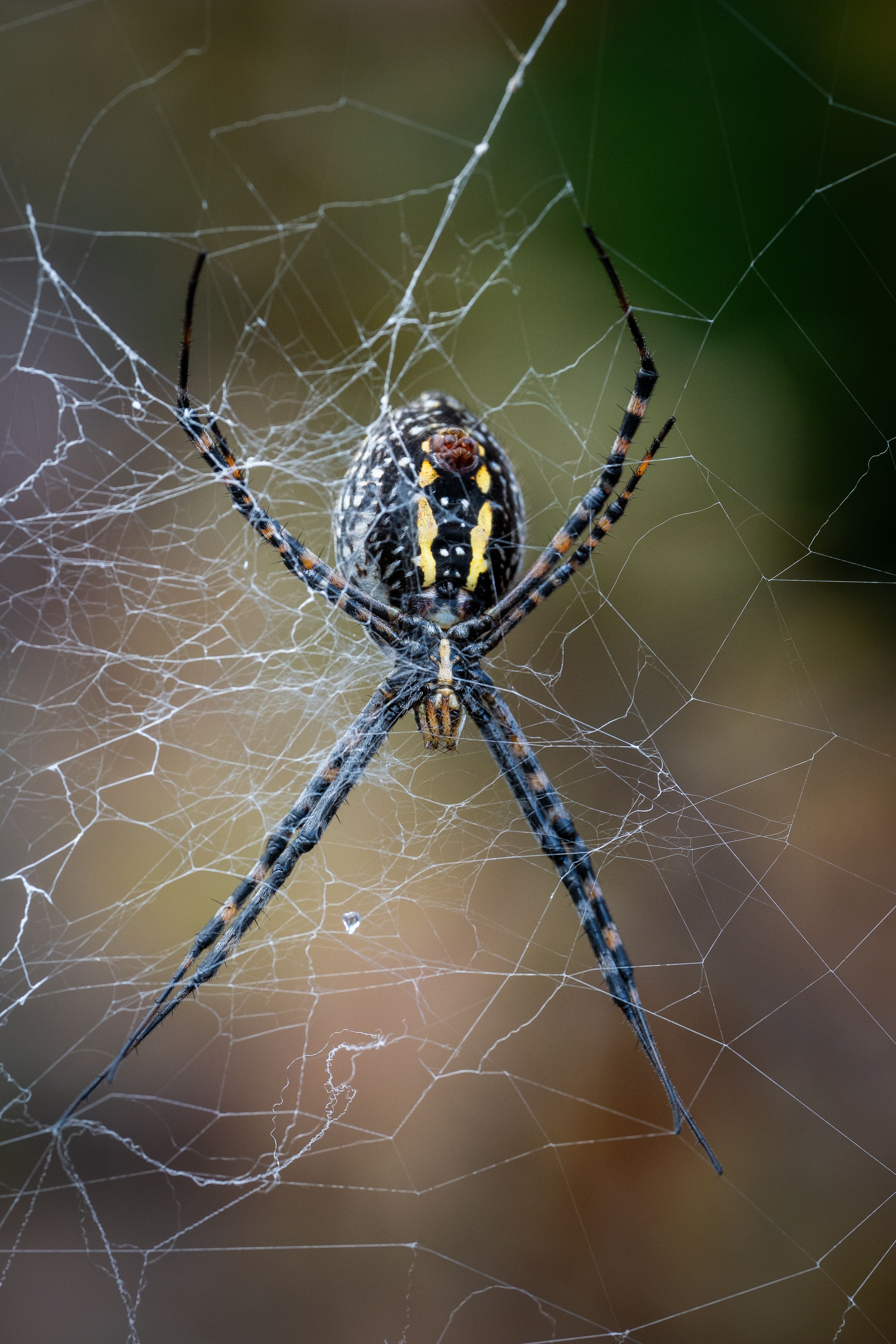 Close-up of a spider on its web in nature · Free Stock Photo
