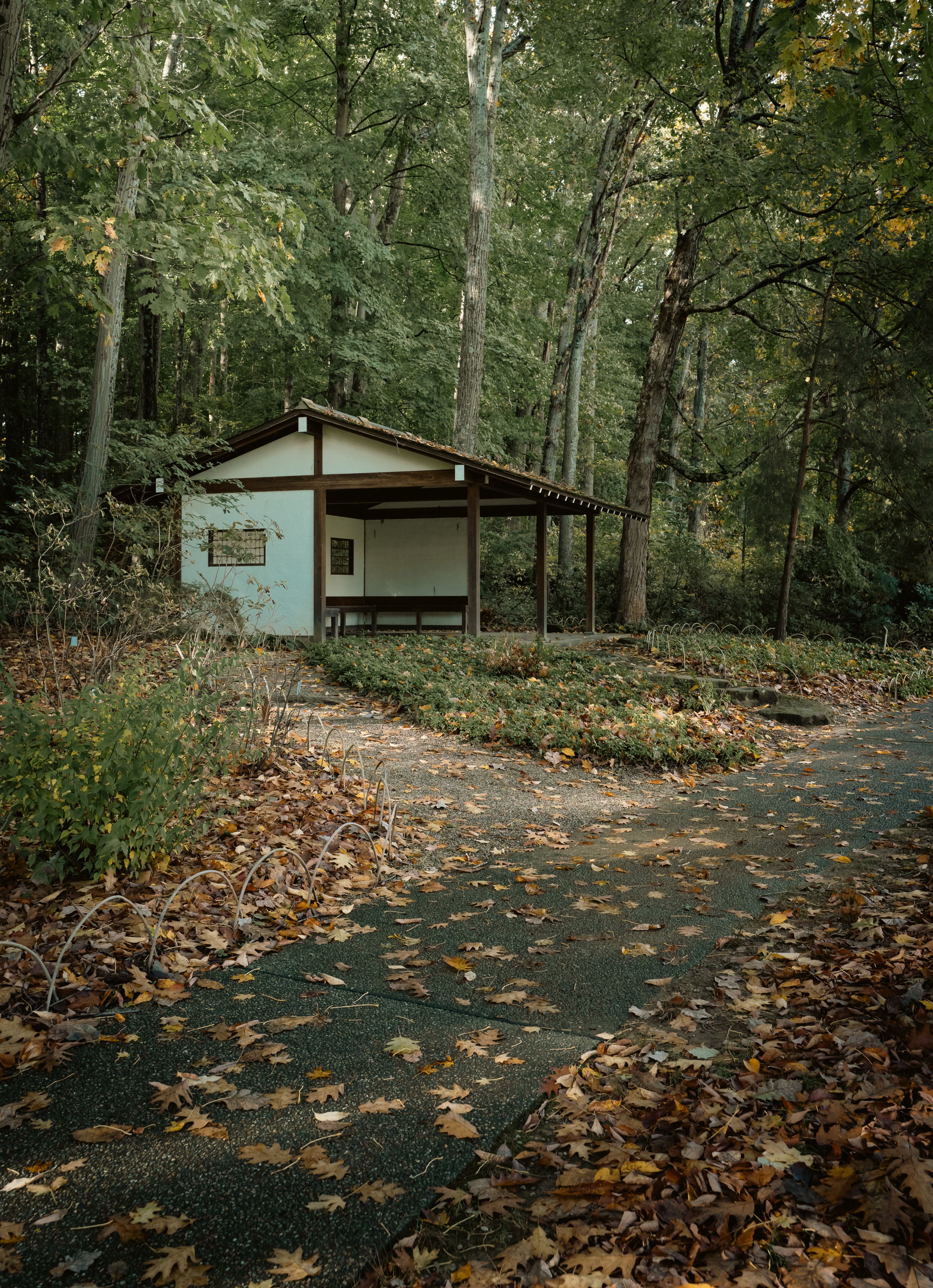 Serene Autumn Forest with Rustic Cabin · Free Stock Photo