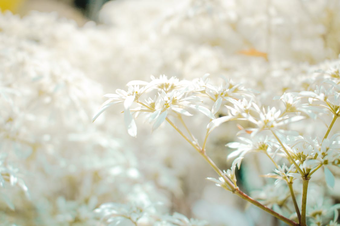 Free stock photo of beautiful flower, spring, white flower