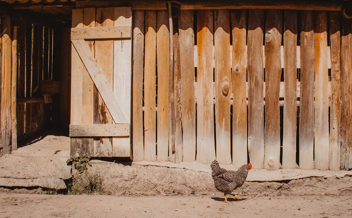 Photo Of Chicken Near Wooden Fence