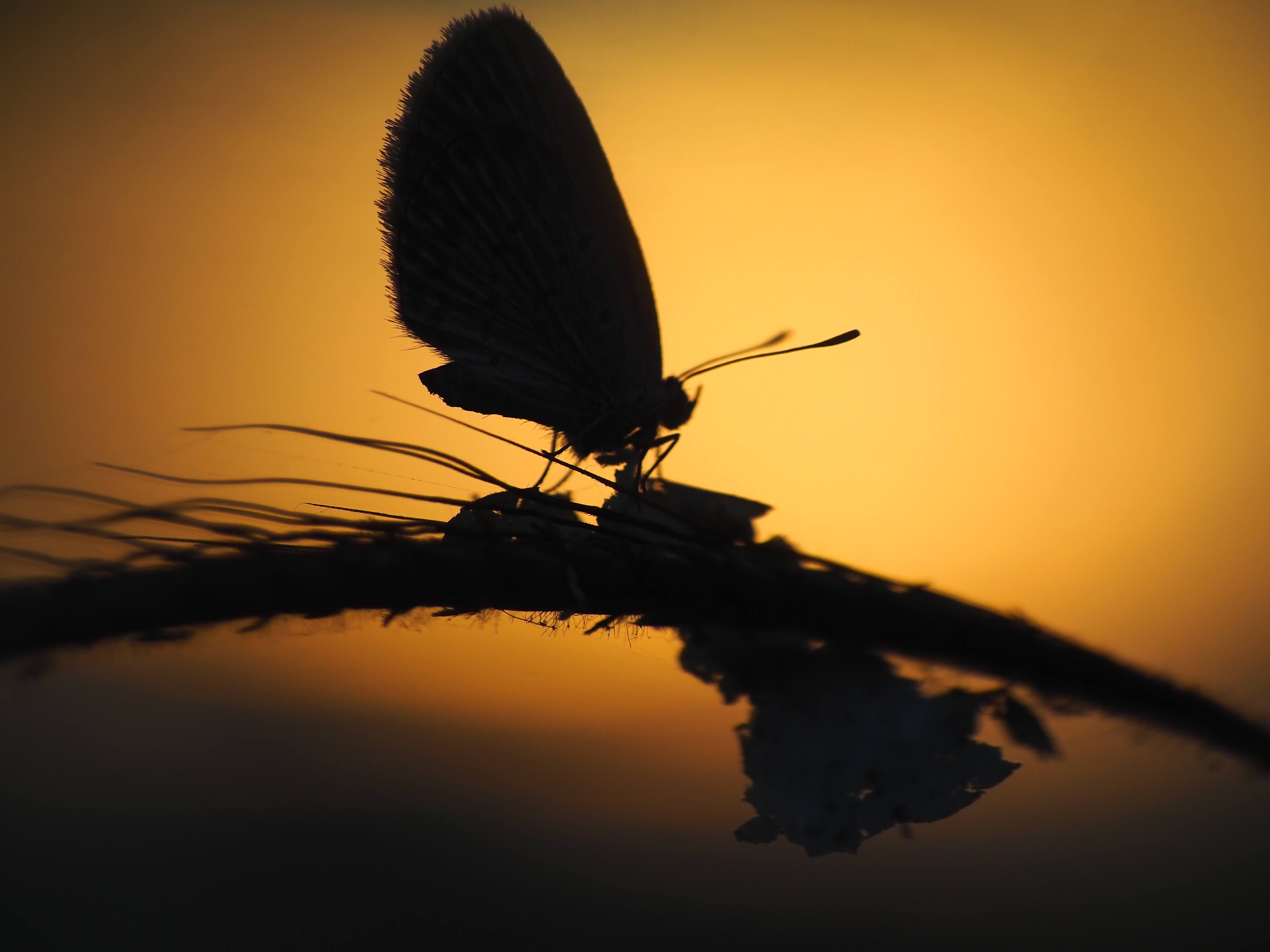 Silhouette of a Butterfly at Sunset in Indonesia · Free Stock Photo