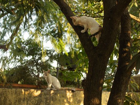 Two cats playing in a tree and on a wall amidst green foliage during early morning.