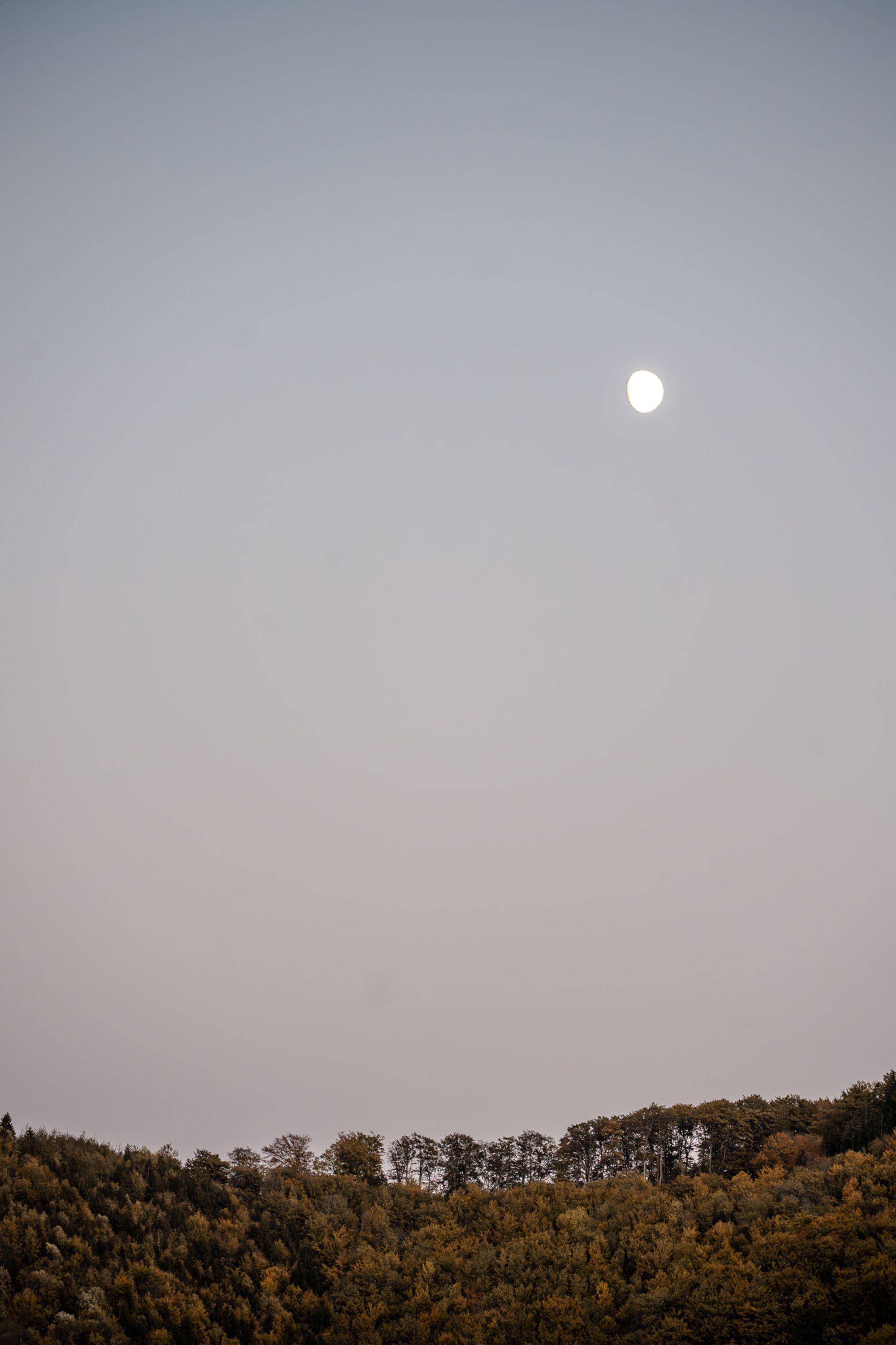 Moonlit Forest Landscape in Lower Austria · Free Stock Photo