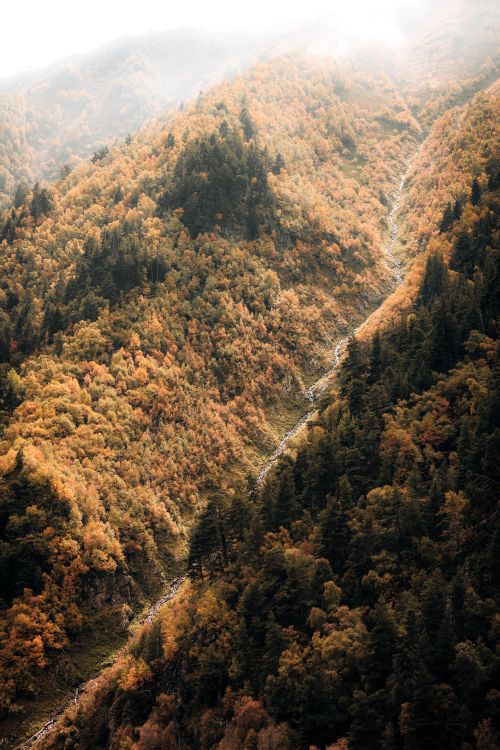 Free Stunning aerial view of vibrant autumn foliage covering a mountain valley. Stock Photo