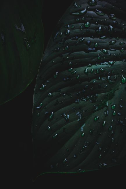A dark, moody close-up of a leaf covered with dewdrops highlighting freshness and nature's beauty.