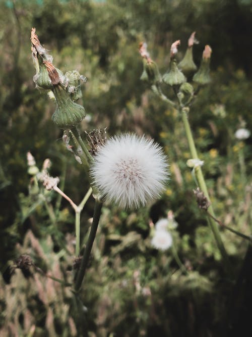 Close-Up Photo Of Dandelion