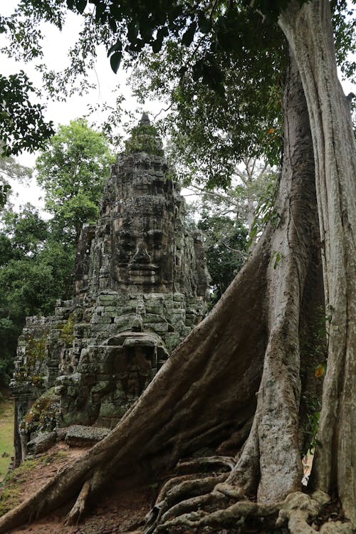 Old Bayon style decorative church facade on dry terrain near tree trunk with dense texture under serene sky in daylight in Angkor Thom