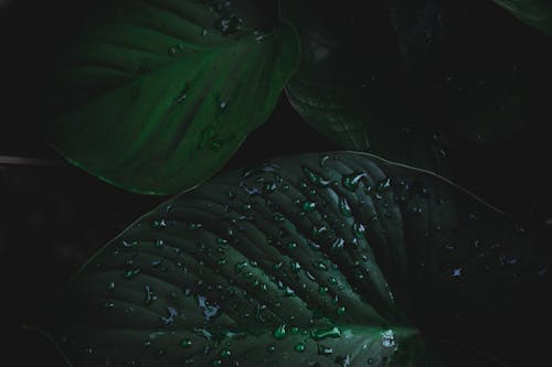 Close-Up Photo of Wet Leaves