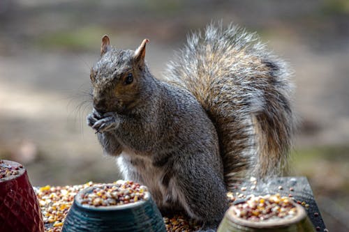 Close-Up Photo Of Squirrel