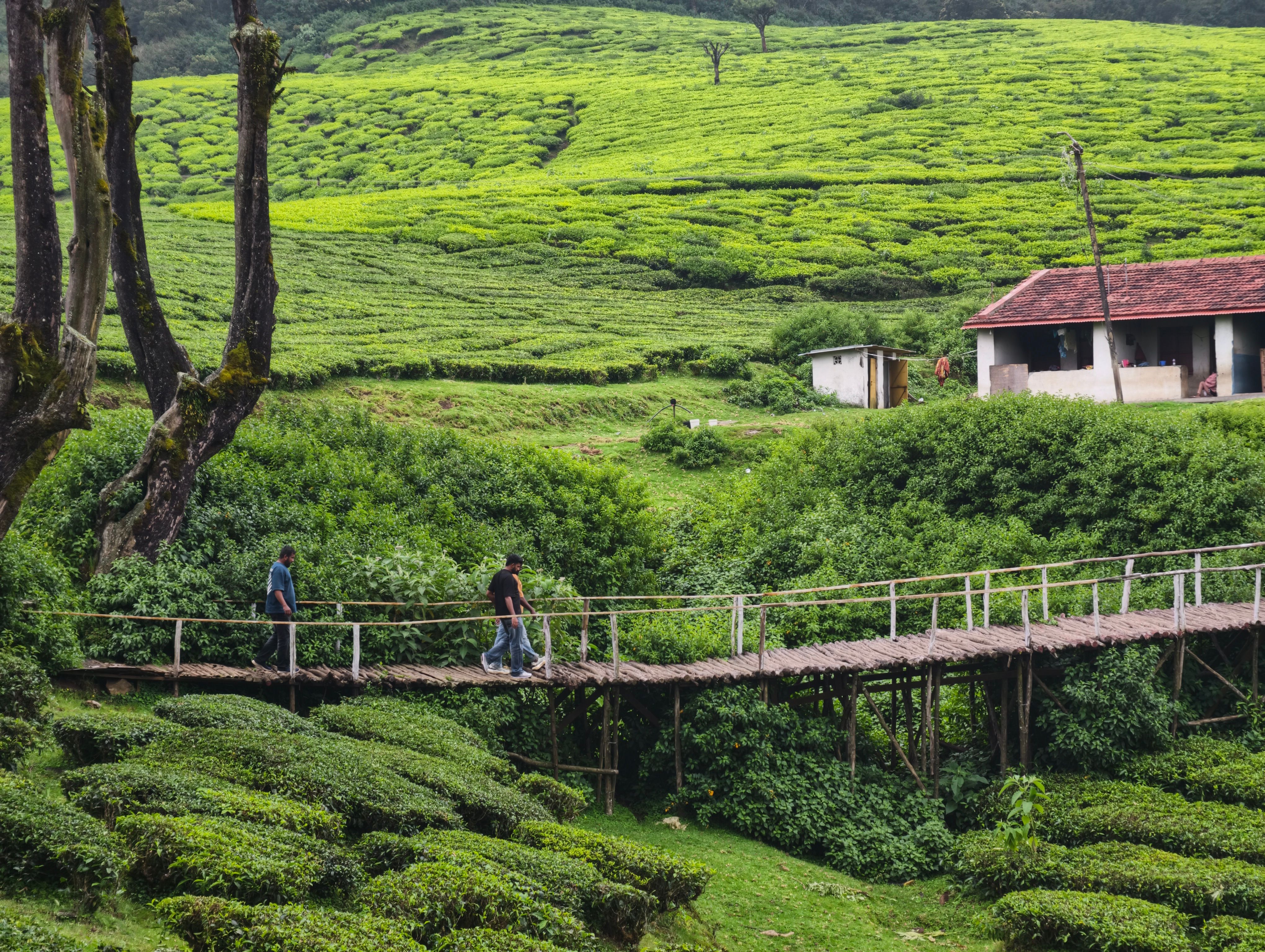 People Crossing Bridge in Lush Tea Plantation · Free Stock Photo