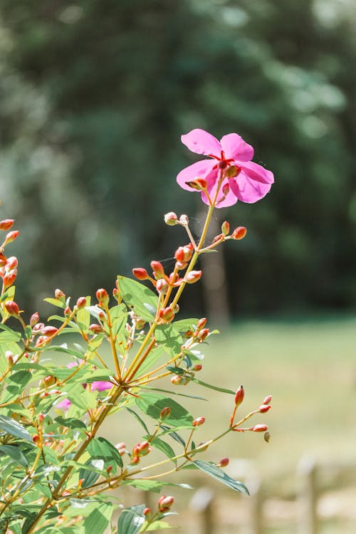 Close-Up Photo of Pink Flower