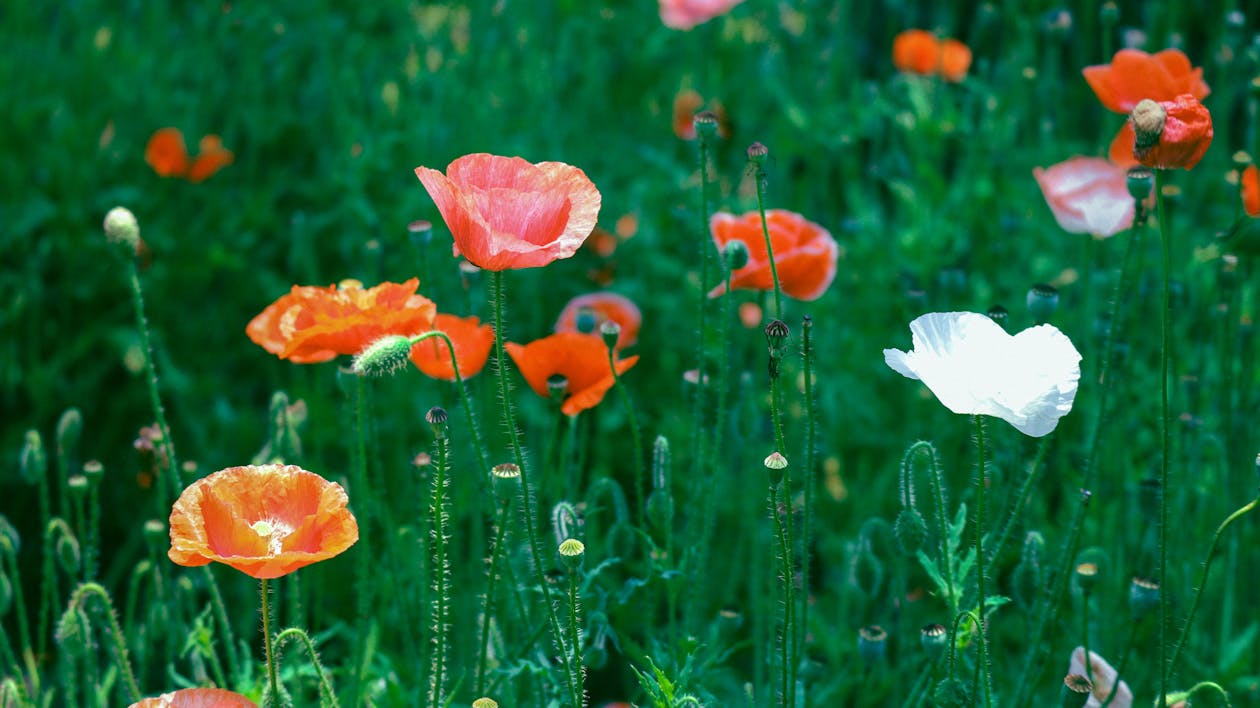 Close-Up Photo Of Poppies