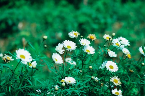 Close-Up Photo of White Flowers