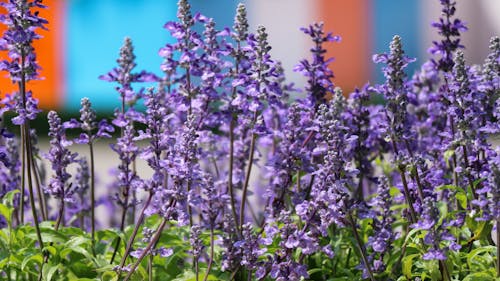 Close-Up Photo of Lavender Flowers