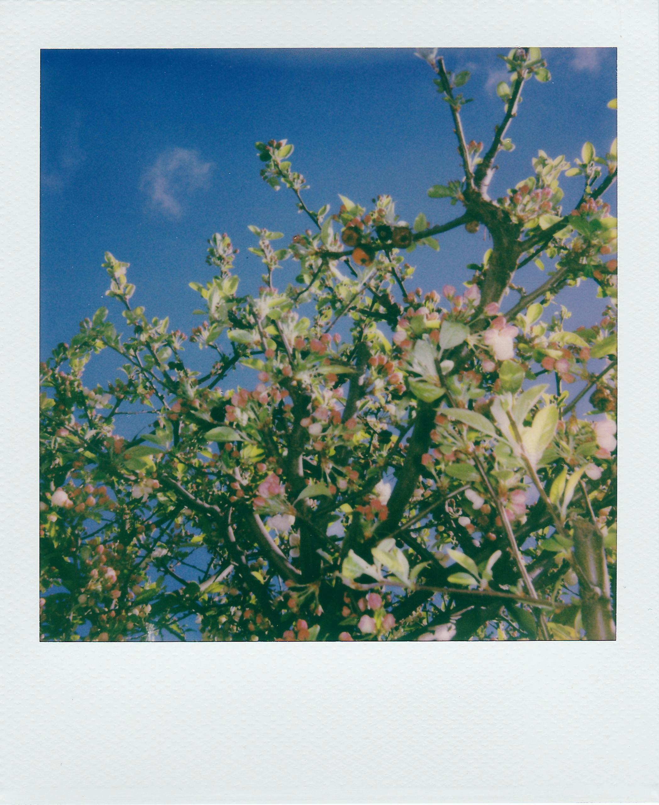 A vibrant, close-up view of a blossoming tree against a clear blue sky.