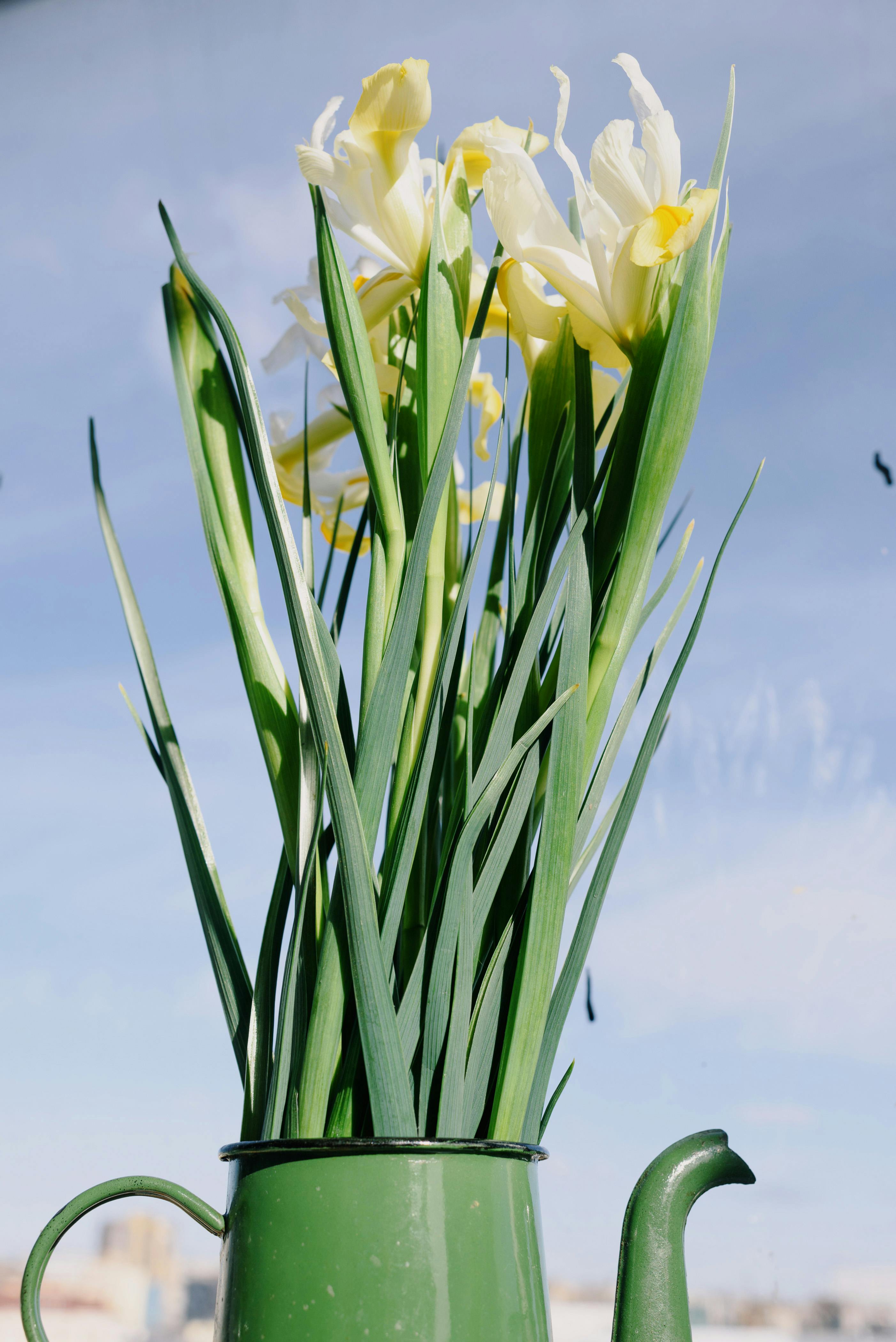 bouquet of fresh delicate daffodils on blue sky background